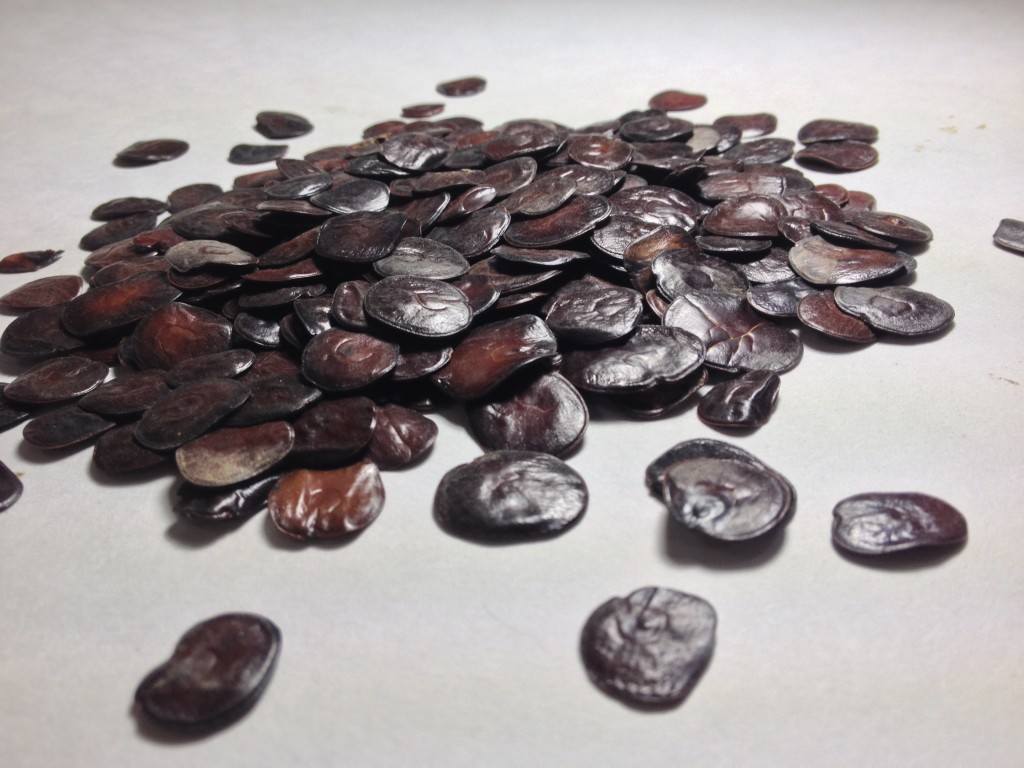 Peruvian Yopo Seeds | World Seed Supply