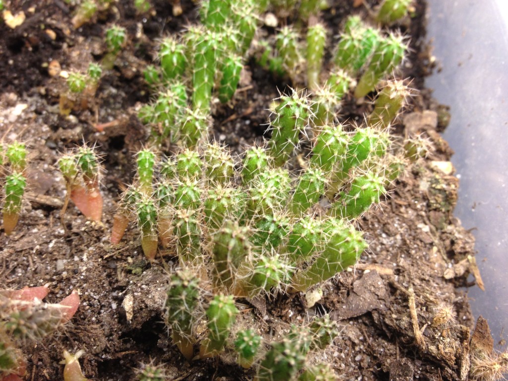 Tarma Peruvian Torch Seeds World Seed Supply