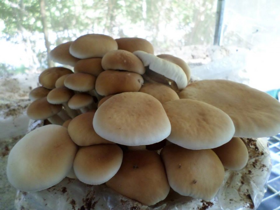 Black Poplar Mushroom Culture World Seed Supply