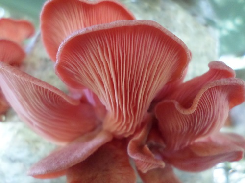 Oyster Pink Mushrooms Mycelium Spores Spawn Dried Seeds Mg006 Non-Hybrid Open-Pollinated Pleurotus Djamor Suited for