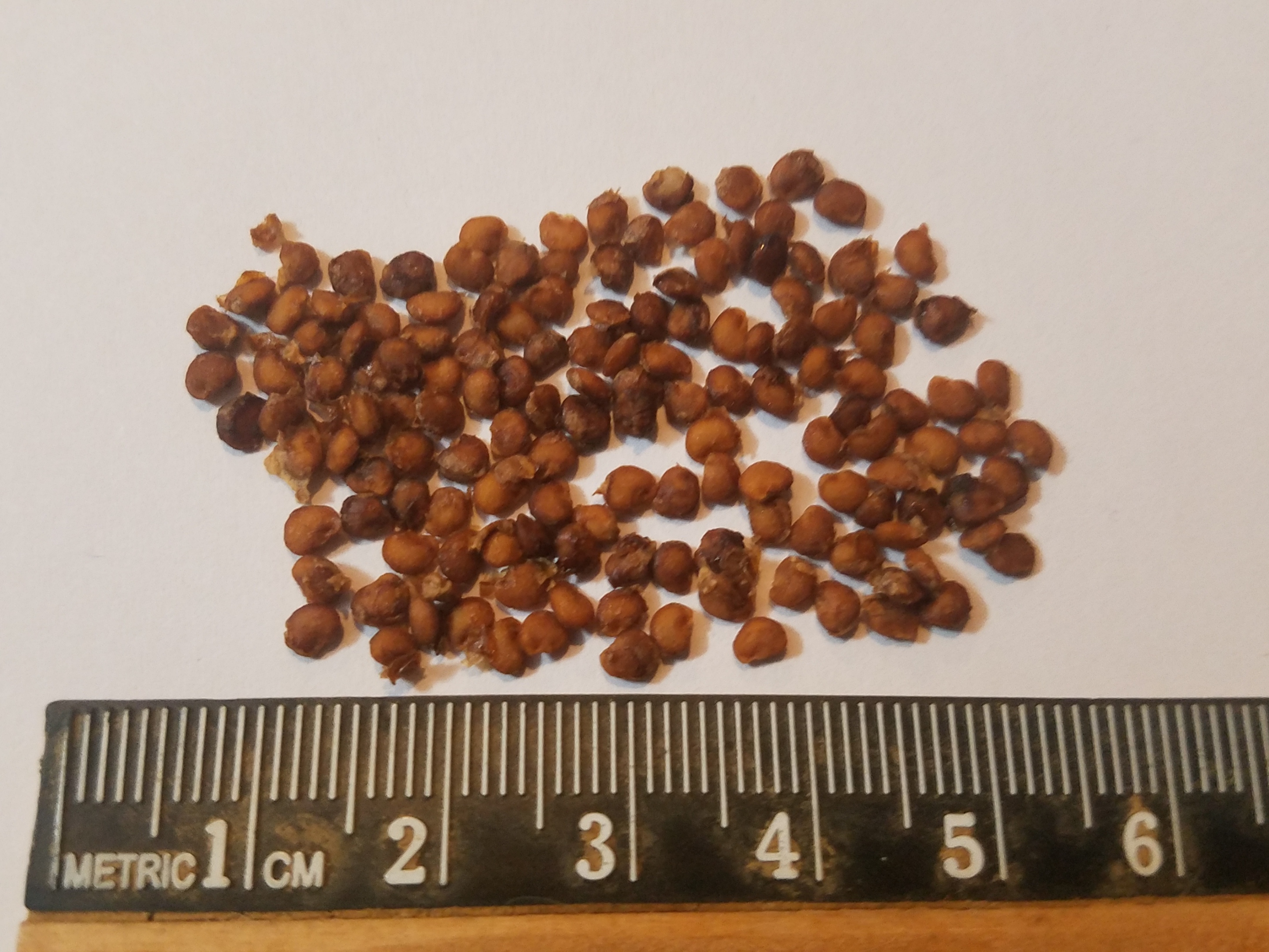 15 graines de mandragore Alraune 15 mandrake seeds Mandragora officinalis 