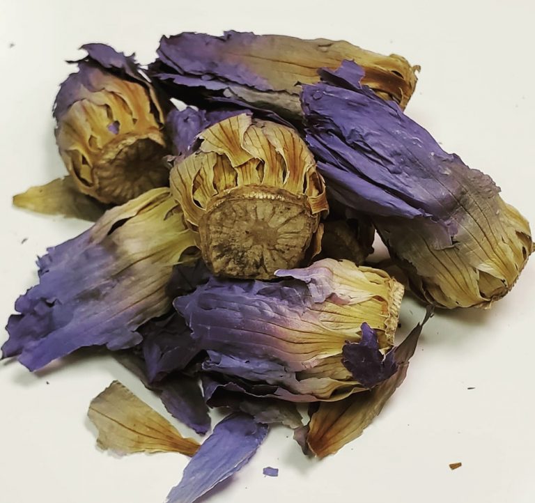 Blue Lotus Wholesale World Seed Supply