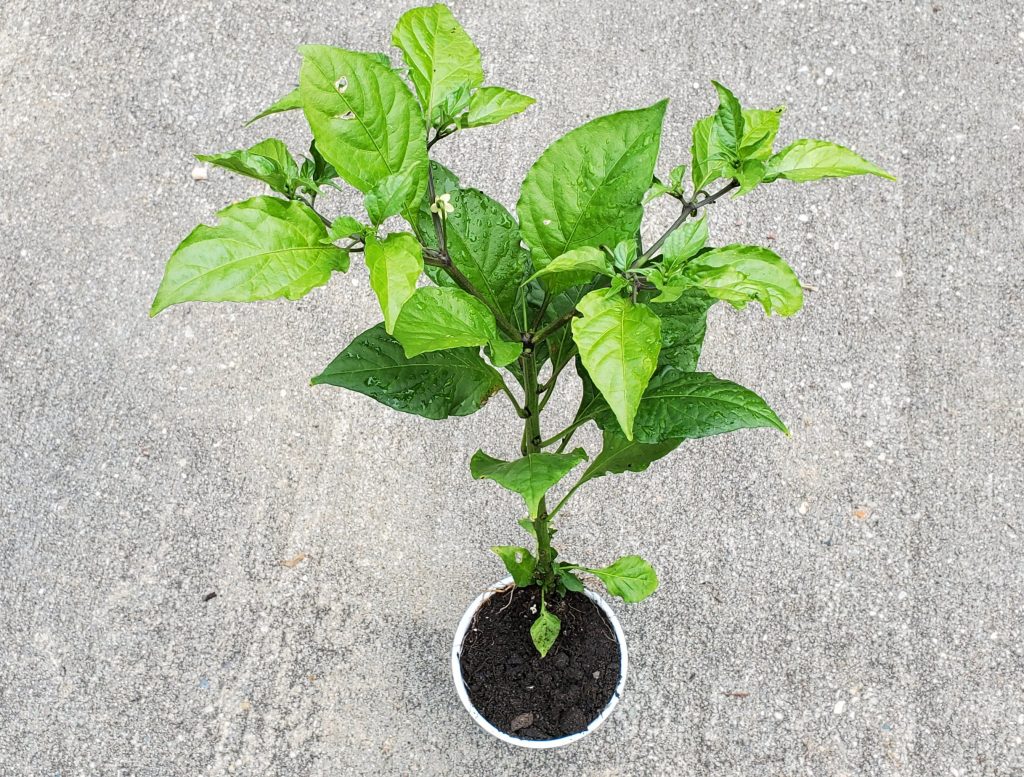 Ghost Pepper Plants World Seed Supply