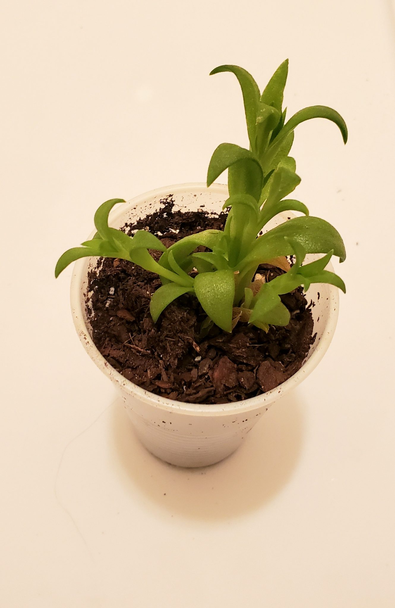 Kanna Plants Sceletium Tortuosum World Seed Supply