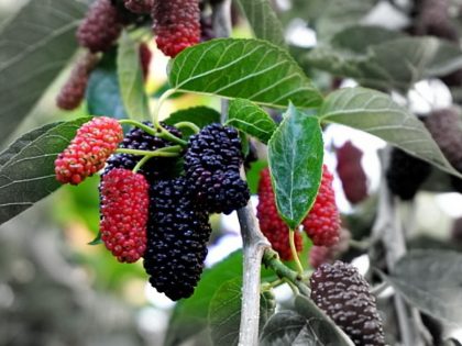 Black Mulberry seeds | World Seed Supply