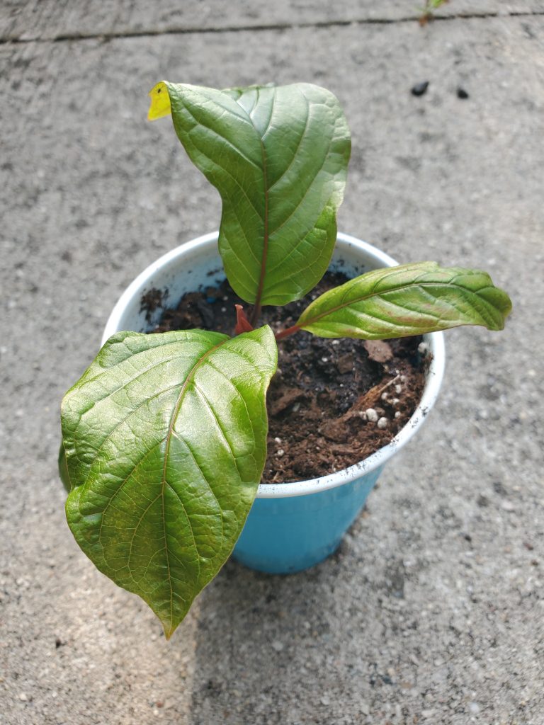 Mitragyna Speciosa (Kratom) Malaysian Strain Live Plant