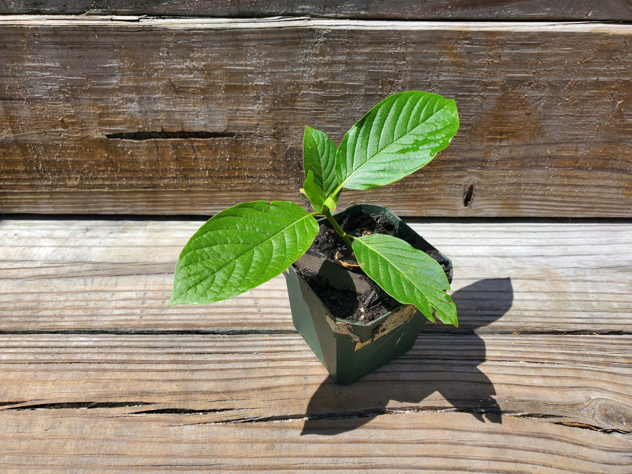 Mitragyna Speciosa (Kratom) Indo Strain Live Plant FREE SHIPPING