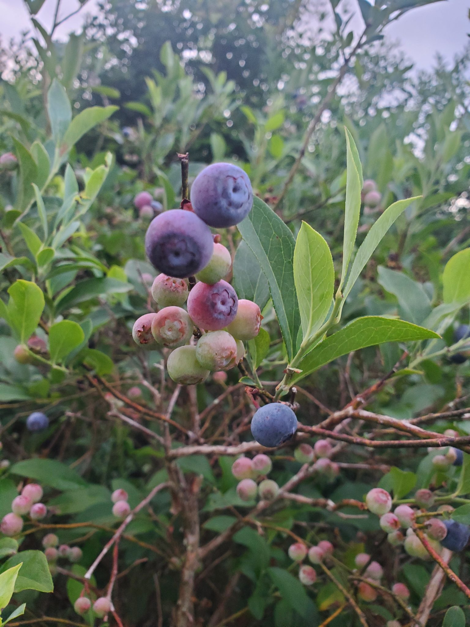 Vaccinium Vrigatum (Florida Rabbiteye Blueberry) SeedsVaccinium