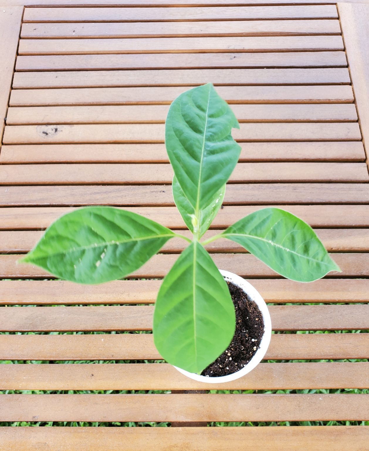 Banisteriopsis Caapi “Peruvian Yellow” (Yage) LIVE PLANT | World Seed