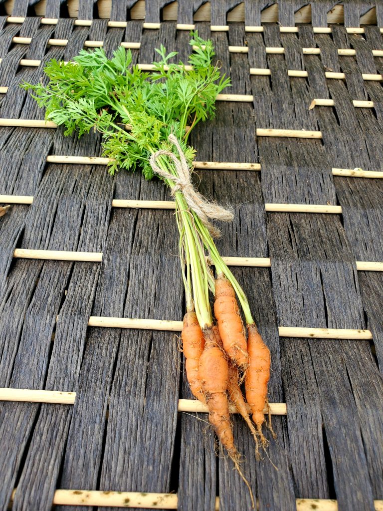 Daucus Carota (Little Finger Carrot) NONGMO Seeds World Seed Supply