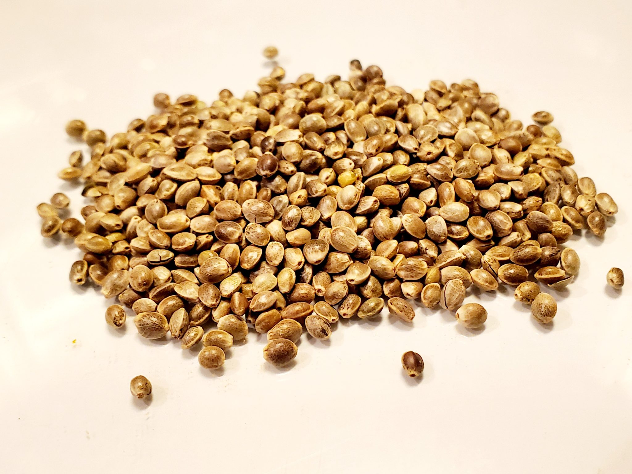 Cannabis Sativa (Hemp) Seeds World Seed Supply
